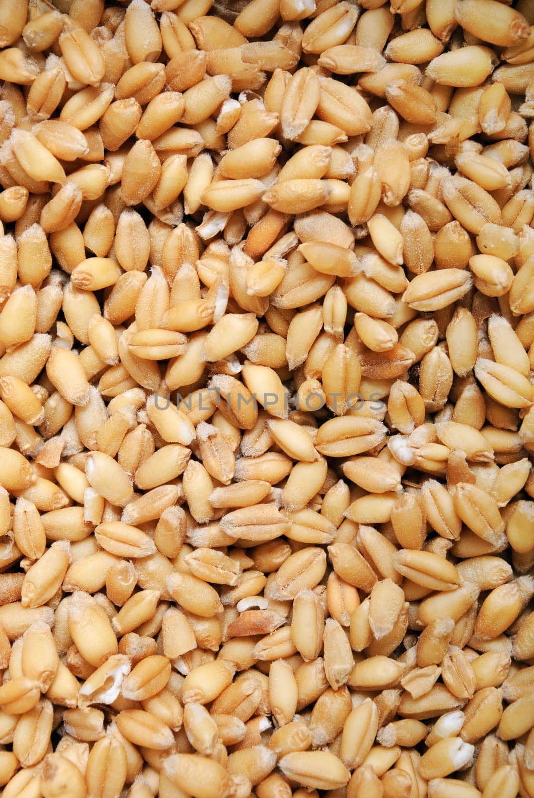 wheat grains background
