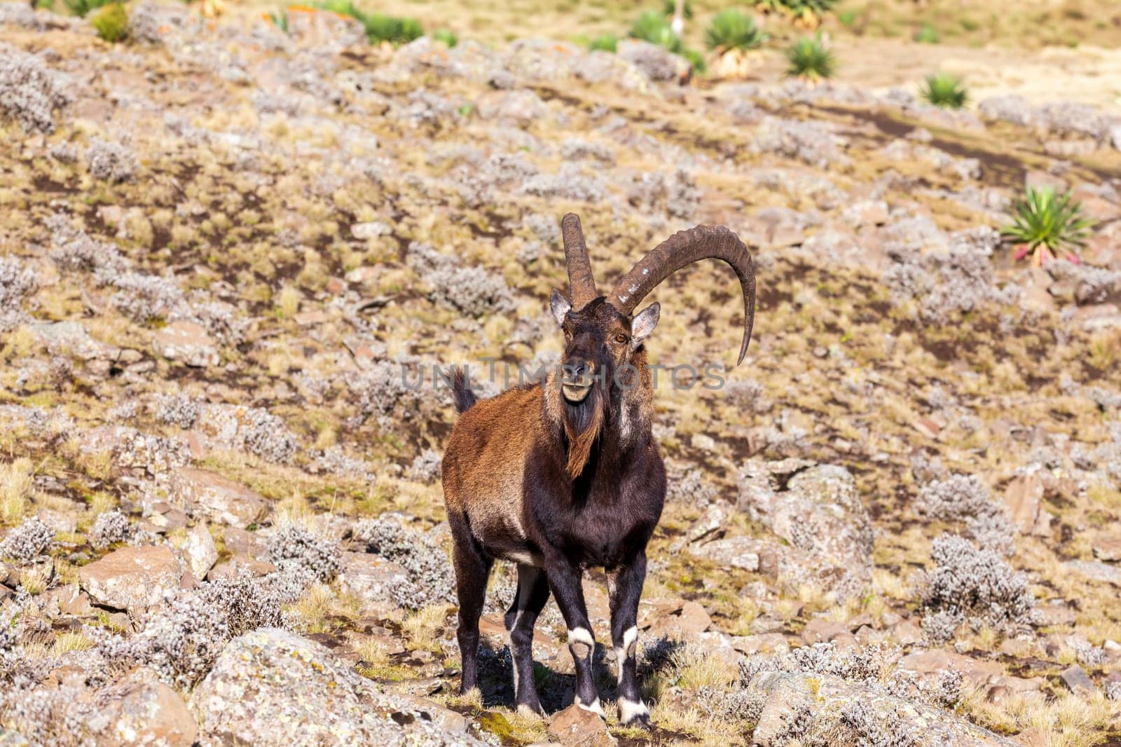 Very rare Walia ibex, Capra walia, one of the rarest ibex in world. Only about 500 individuals survived in Simien Mountains National park in Northern Ethiopia, Africa