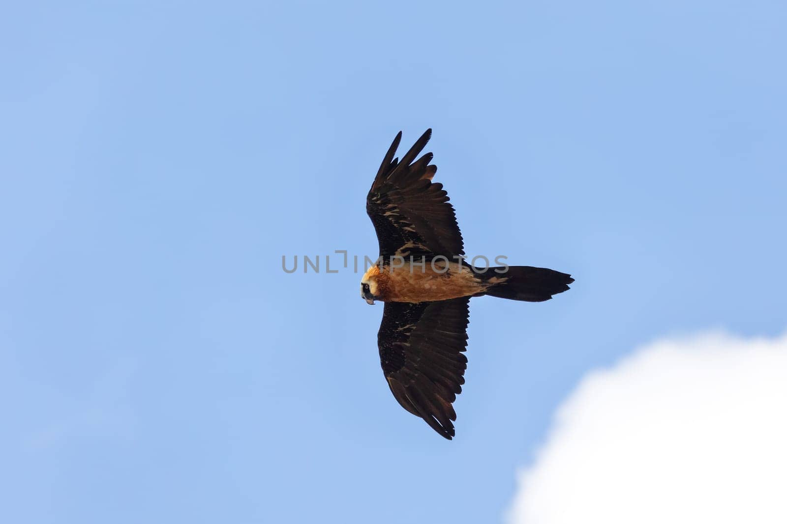 Bearded Vulture, Gypaetus barbatus flying over Semien or Simien mountains Ethiopia, Ethiopian wildlife, Africa