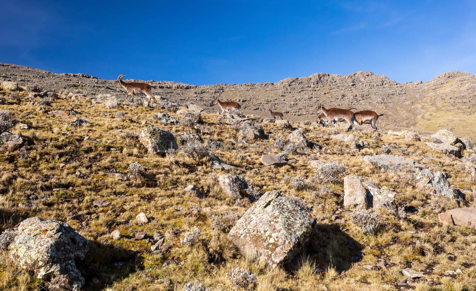 Very rare Walia ibex, Capra walia, one of the rarest ibex in world. Only about 500 individuals survived in Simien Mountains National park in Northern Ethiopia, Africa