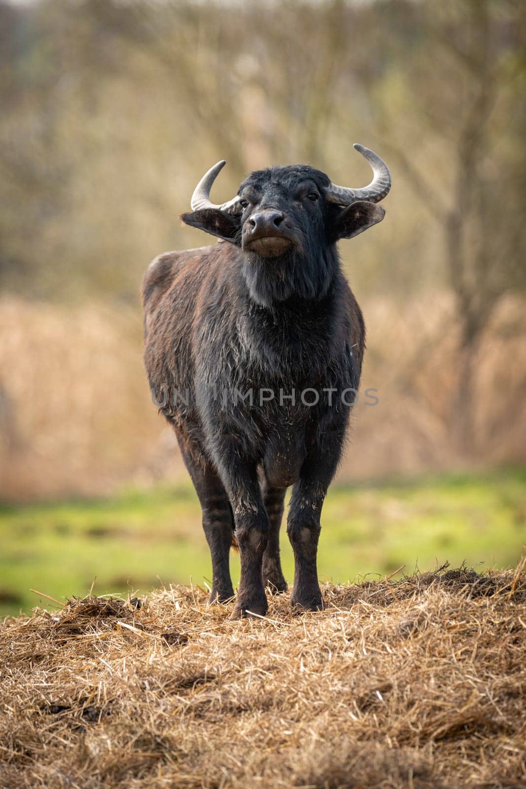 Portrait of a young black bull with its head raised on straw against a blurred background