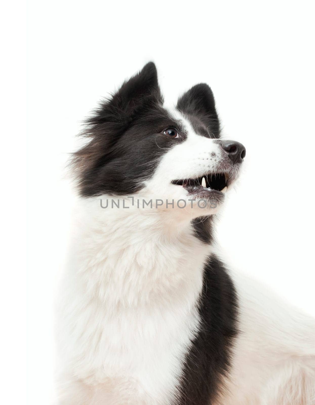 Black and white dog in fornt of a white background