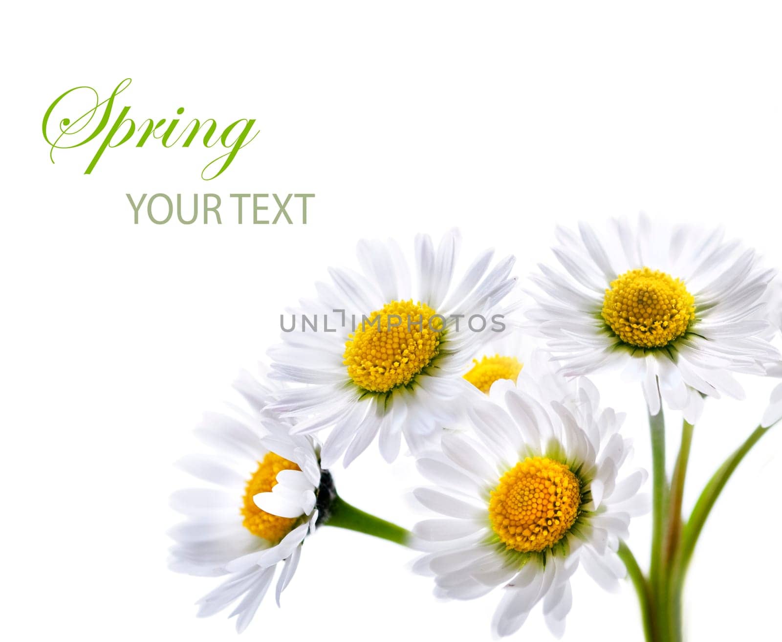 Daisy flower isolated over white