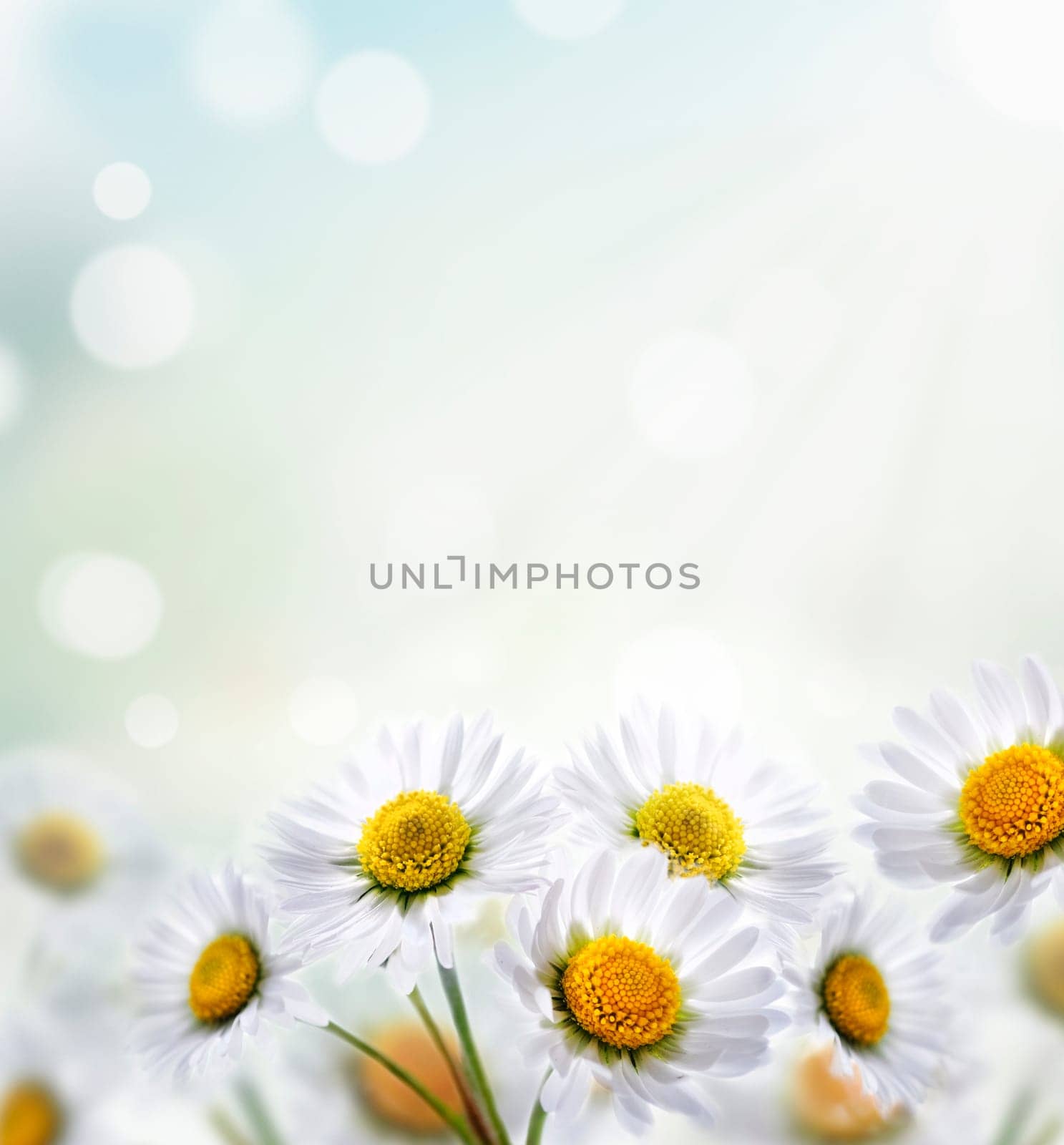 Daisy flower with beautiful spring bokeh