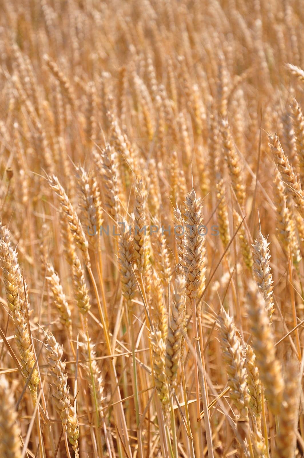 Fully ripe field of wheat