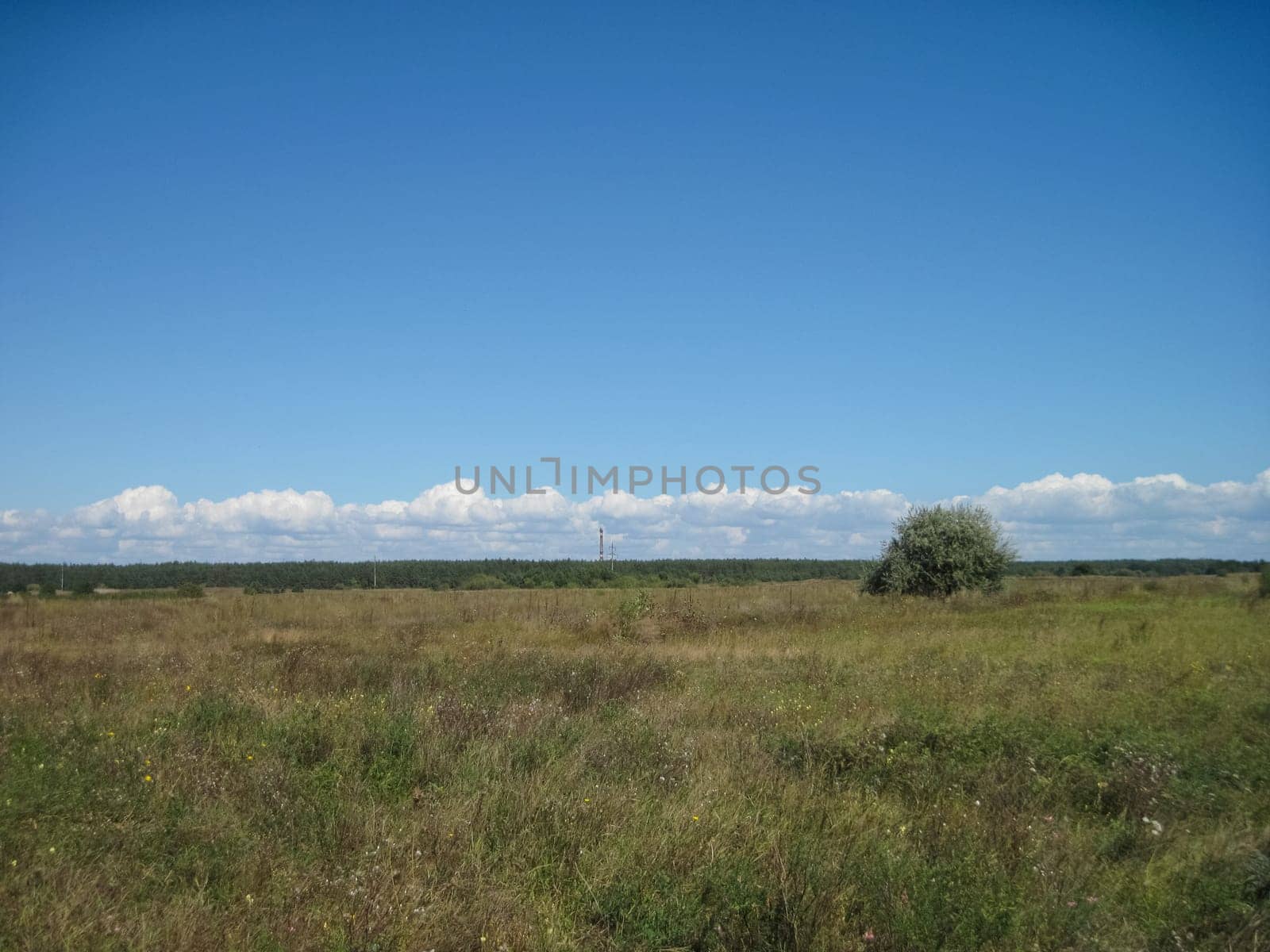 The nature of central Ukraine in summer. Fields and woodland.