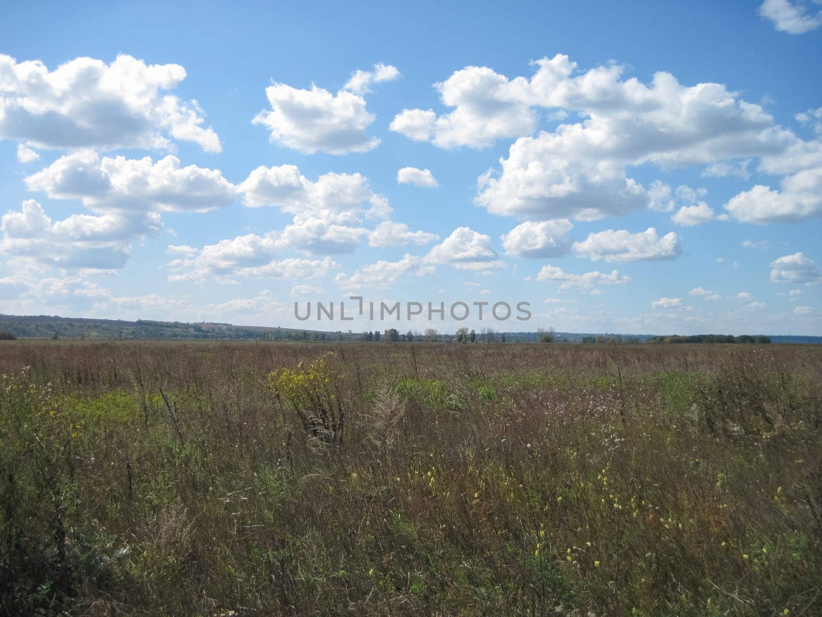 The nature of central Ukraine in summer. Fields and woodland.