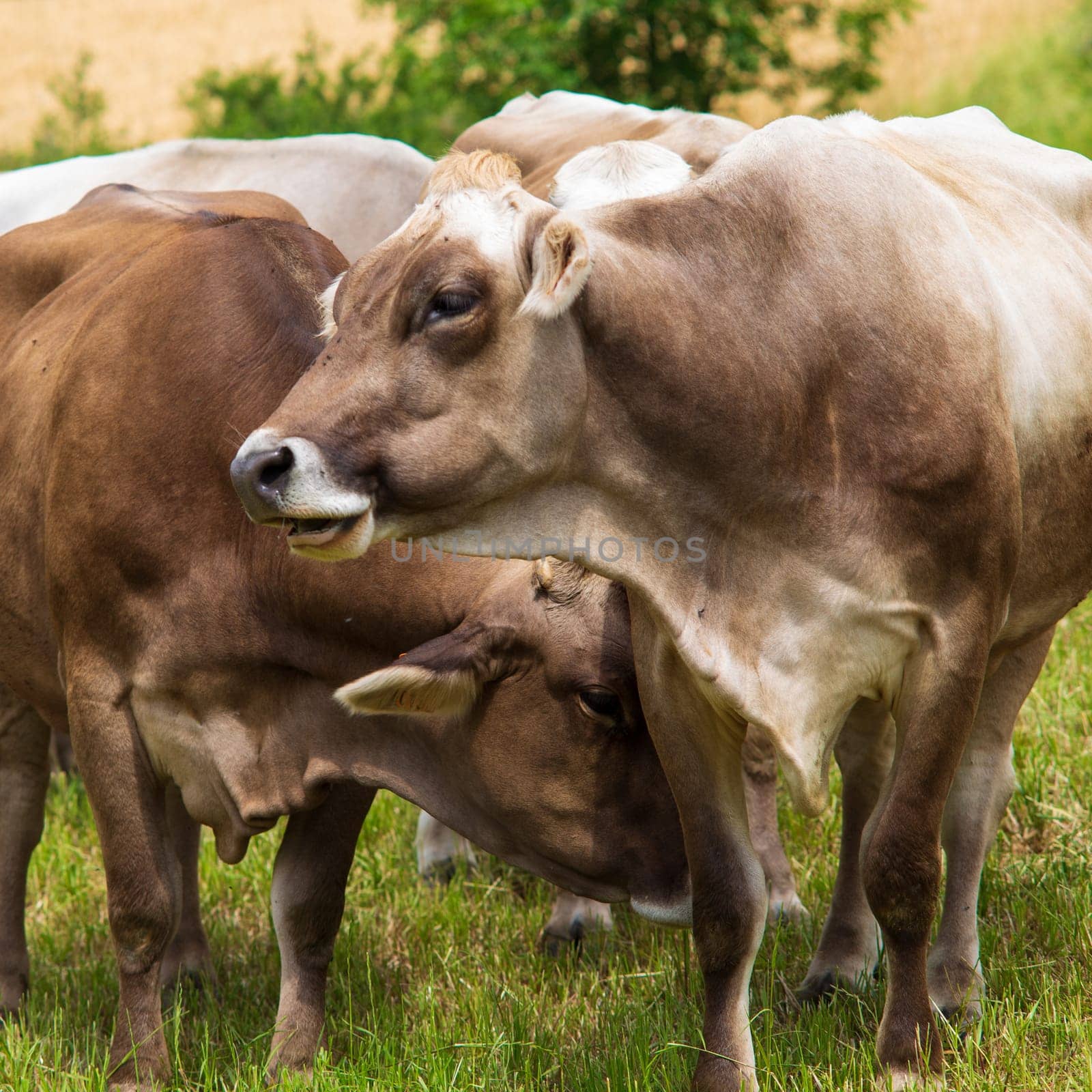 Portrait of Aubrac cows in the meadow