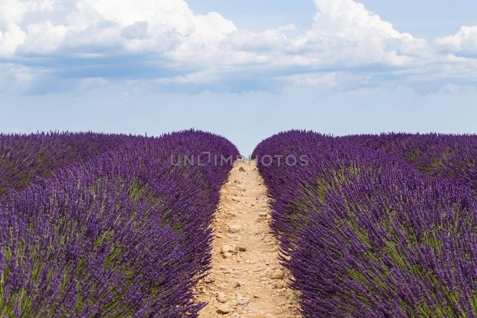 Lavender Cultivated Field and path In Provence, France
