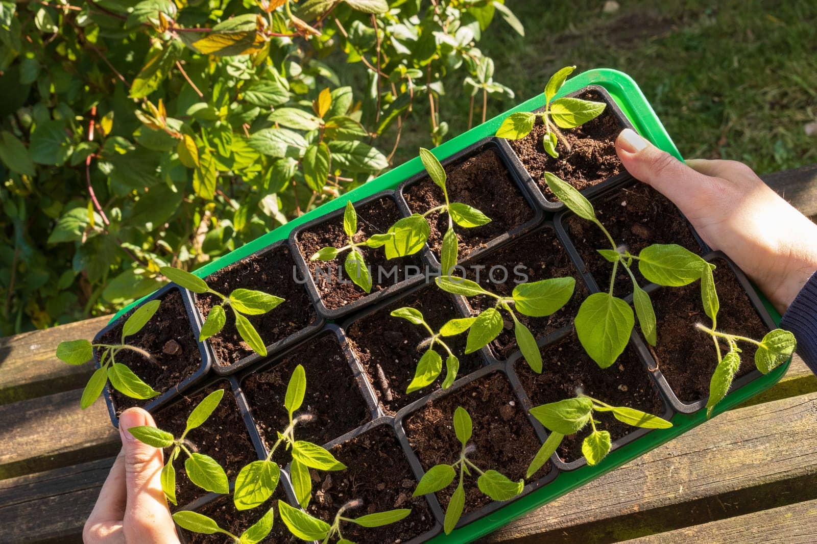 Farmer holding tomatoes seedling in organic garden