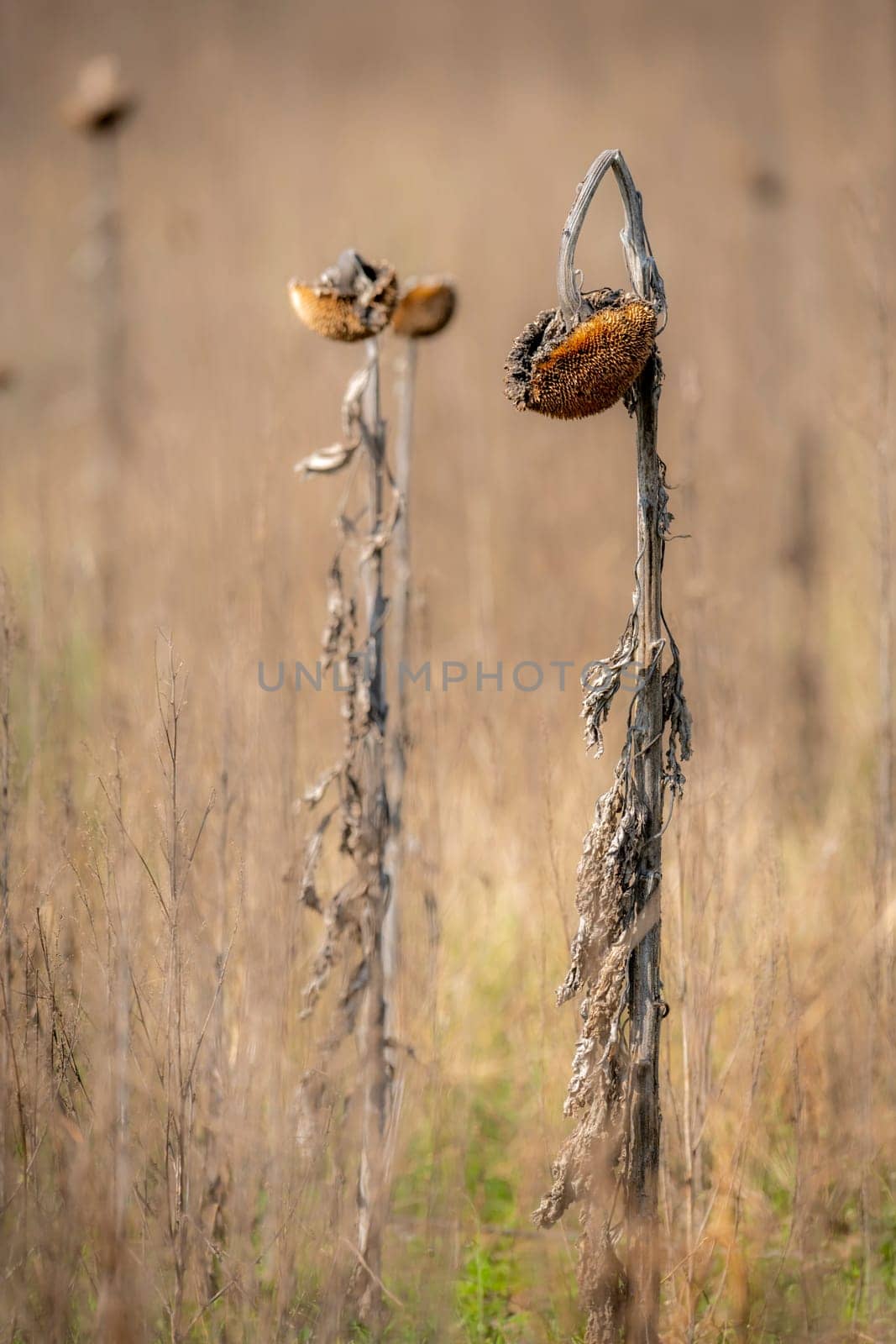 Brown dried up sunflower with drooping head in front of a blurred beige background