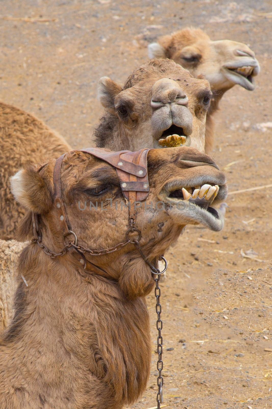 Three camels munching
