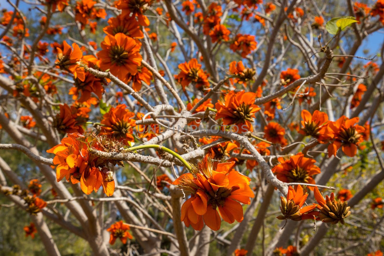 Indian coral tree in full blossom