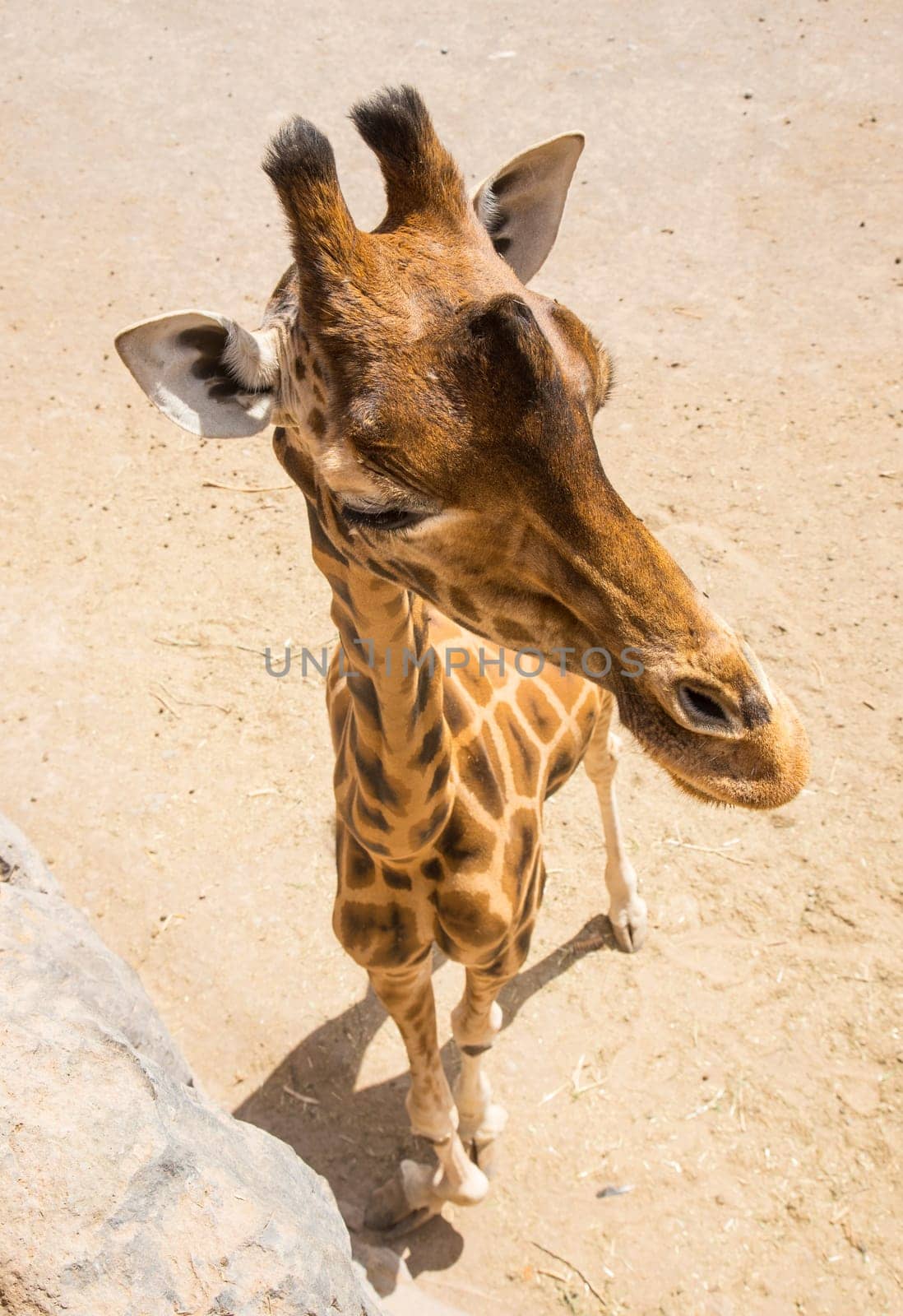 Giraffe as seen from above