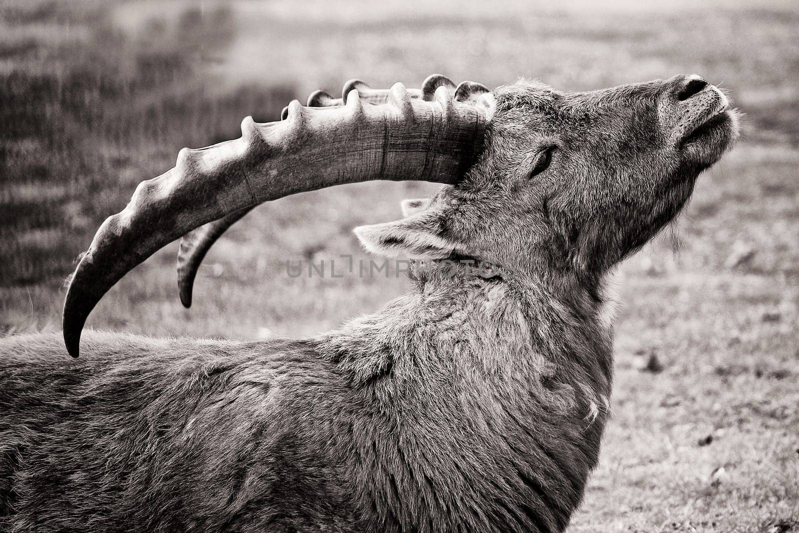 head of a billy goat