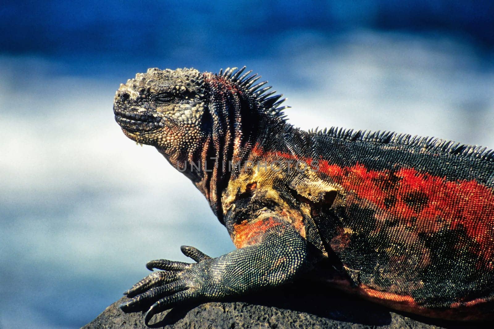Marine iguanas basking on lava rock, Galápagos, Espanola Island (Hood)