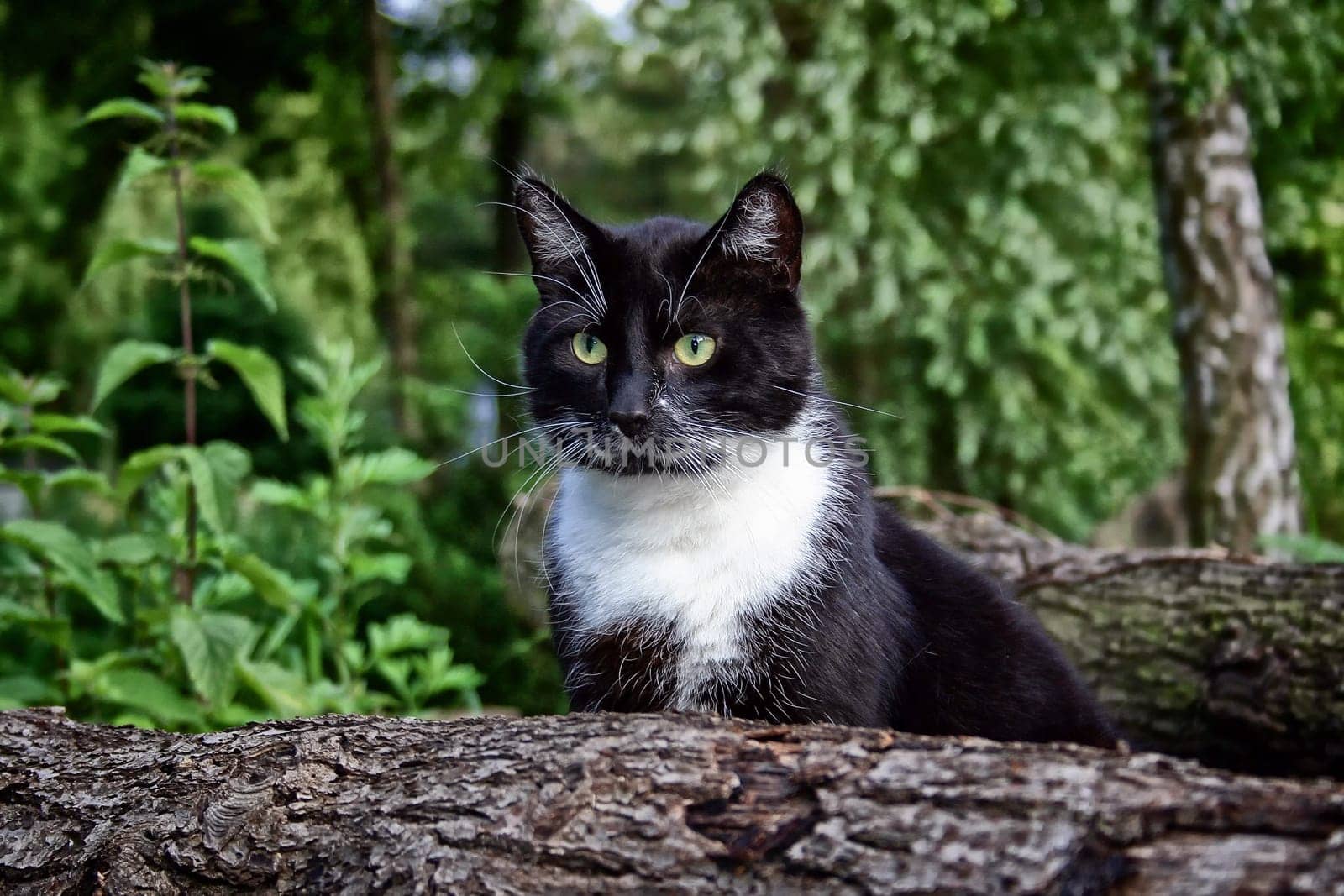 black and white cat on the lookout
