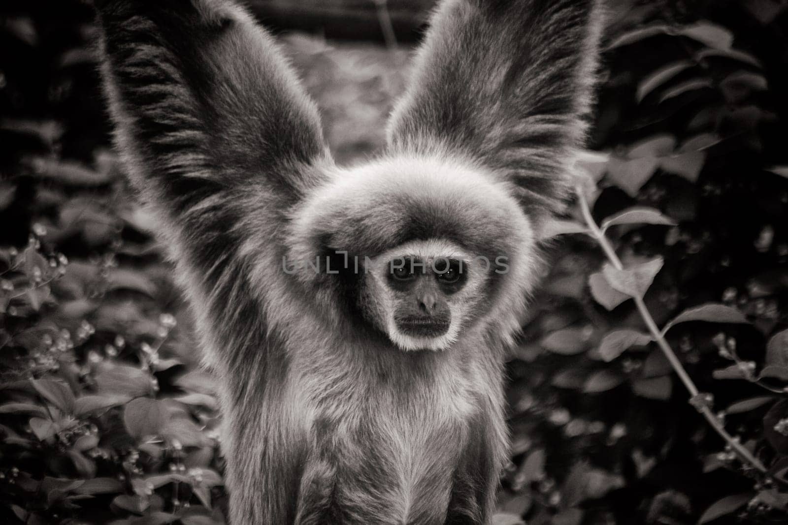 white-handed Gibbon Ape climbing
