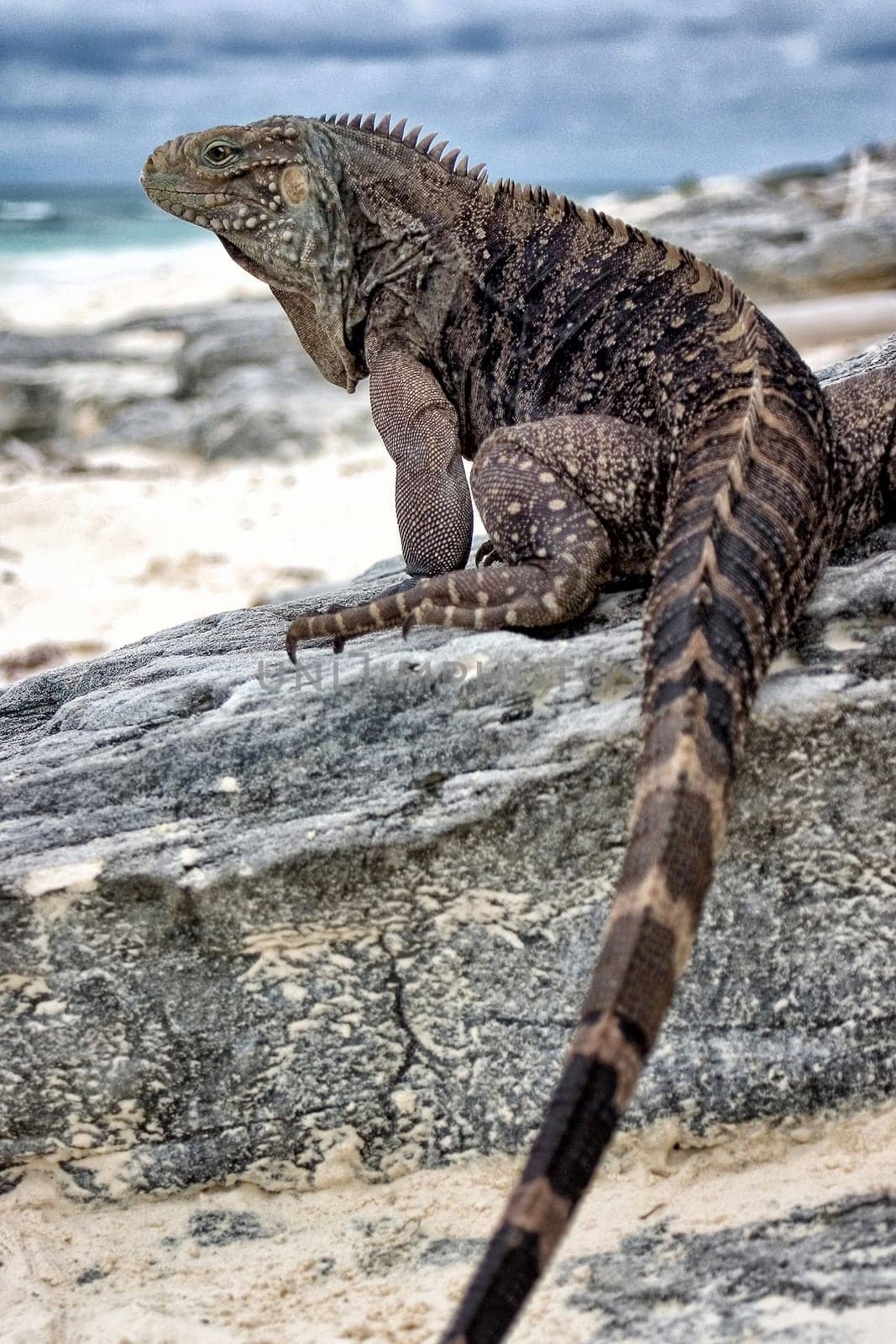 Whorled tail iguana, Cayo Largo / Cuba