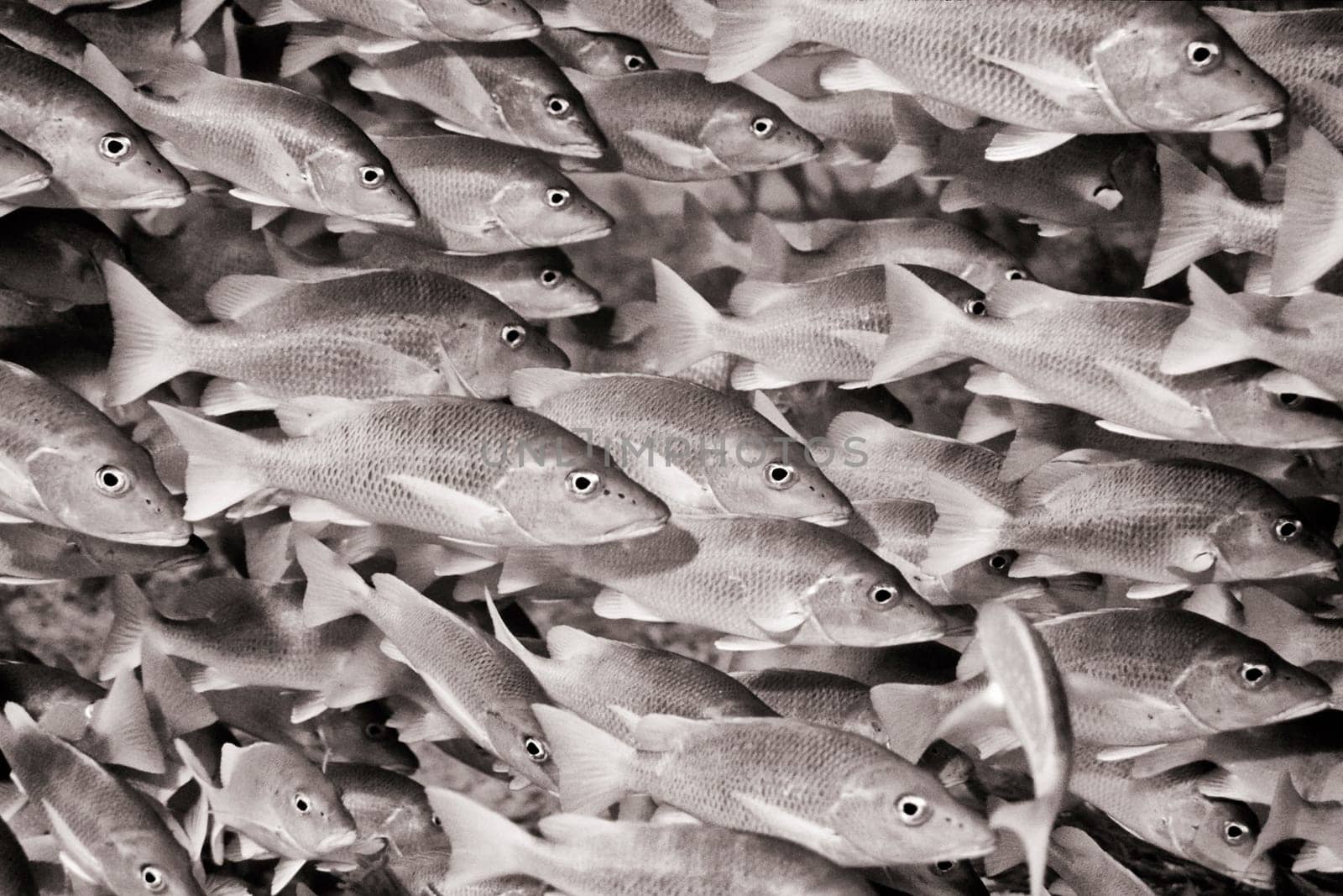 Schoolmaster snapper swarm, Cayo Largo / Cuba