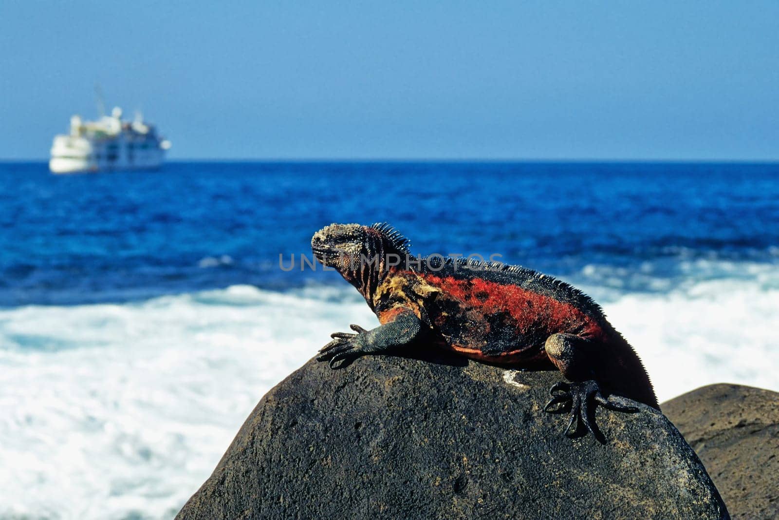 Marine iguanas basking on lava rock, Galápagos, Espanola Island (Hood)
