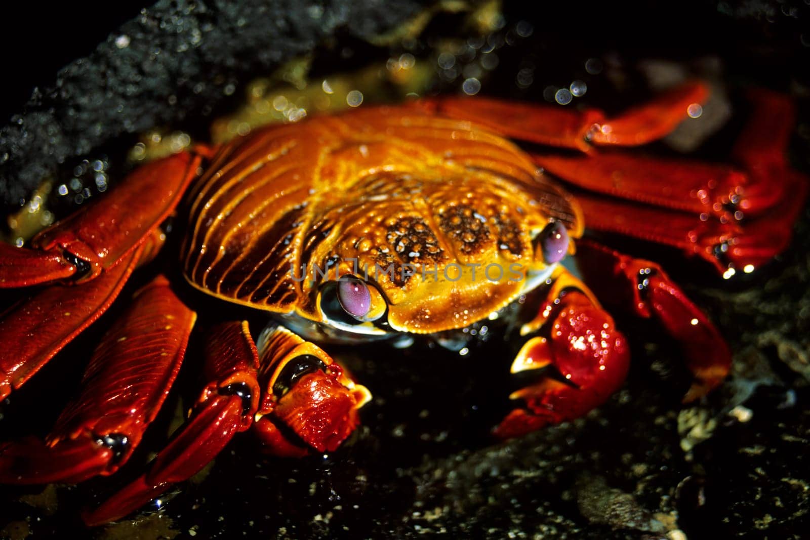 Sally Lightfoot - Cliff Crab, Galápagos