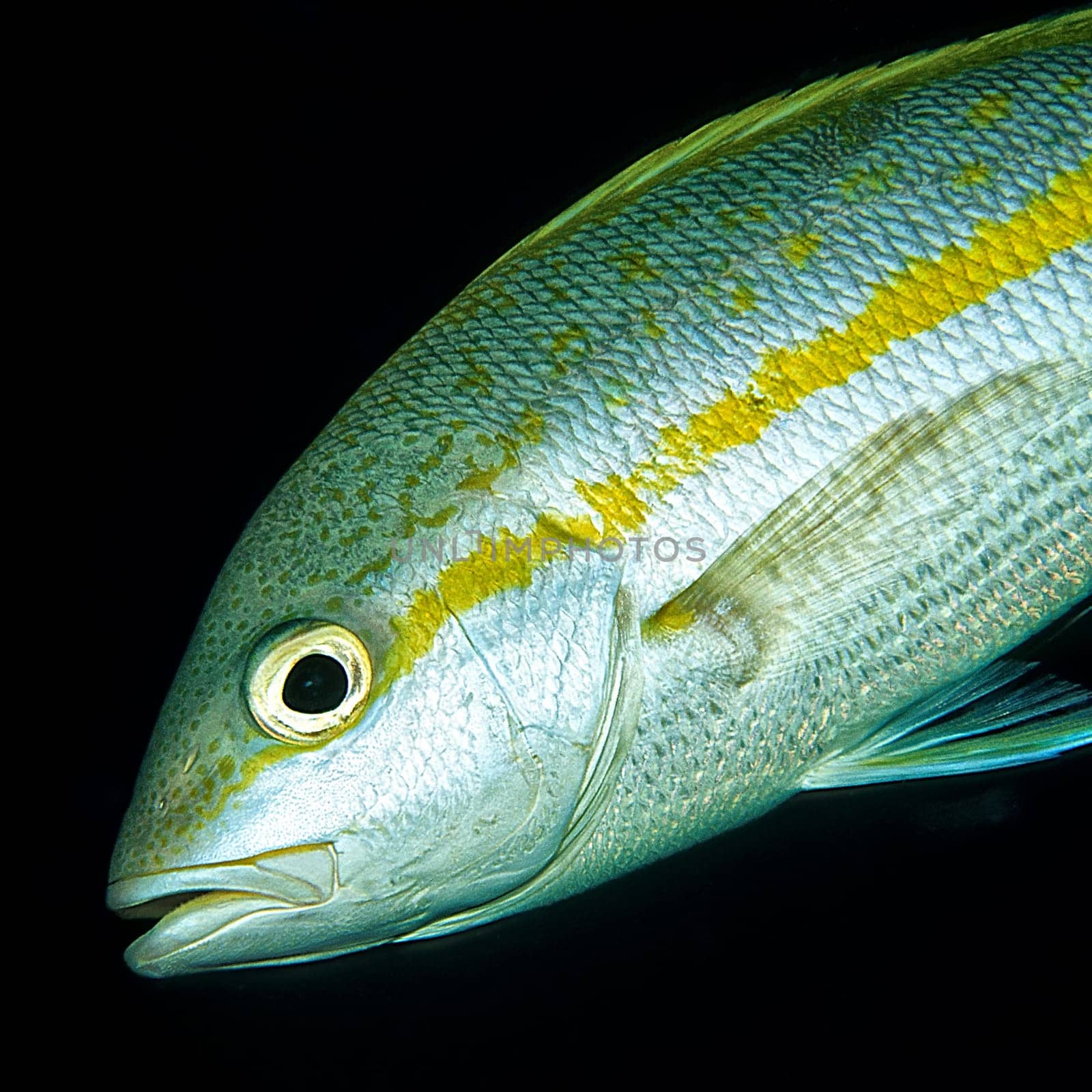 Yellowtail snapper, Cayo Largo / Cuba