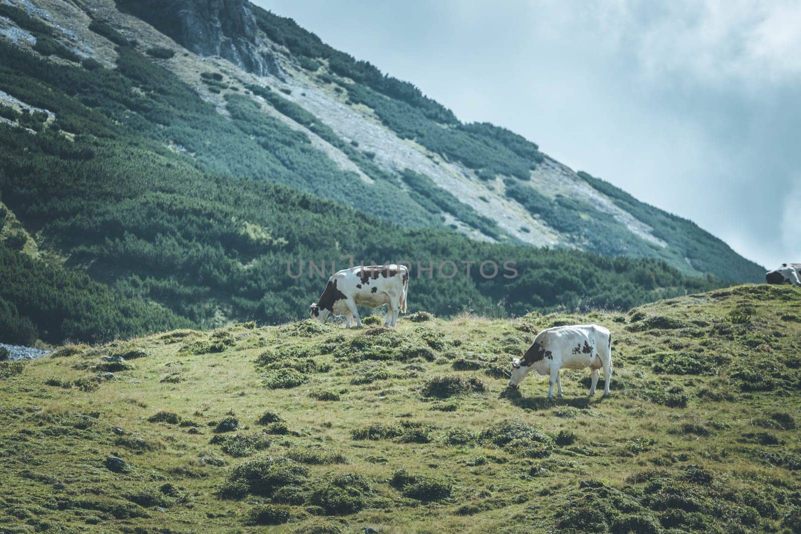 Cows are grazing in the alpine meadow, mountain chain in the background