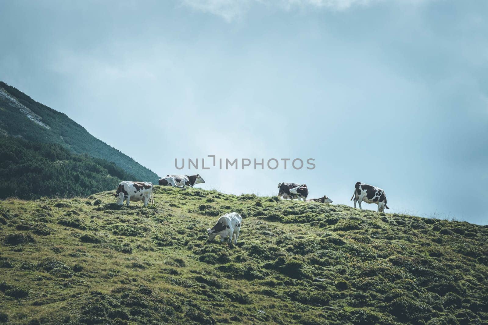 Cows are grazing in the alpine meadow, mountain chain in the background