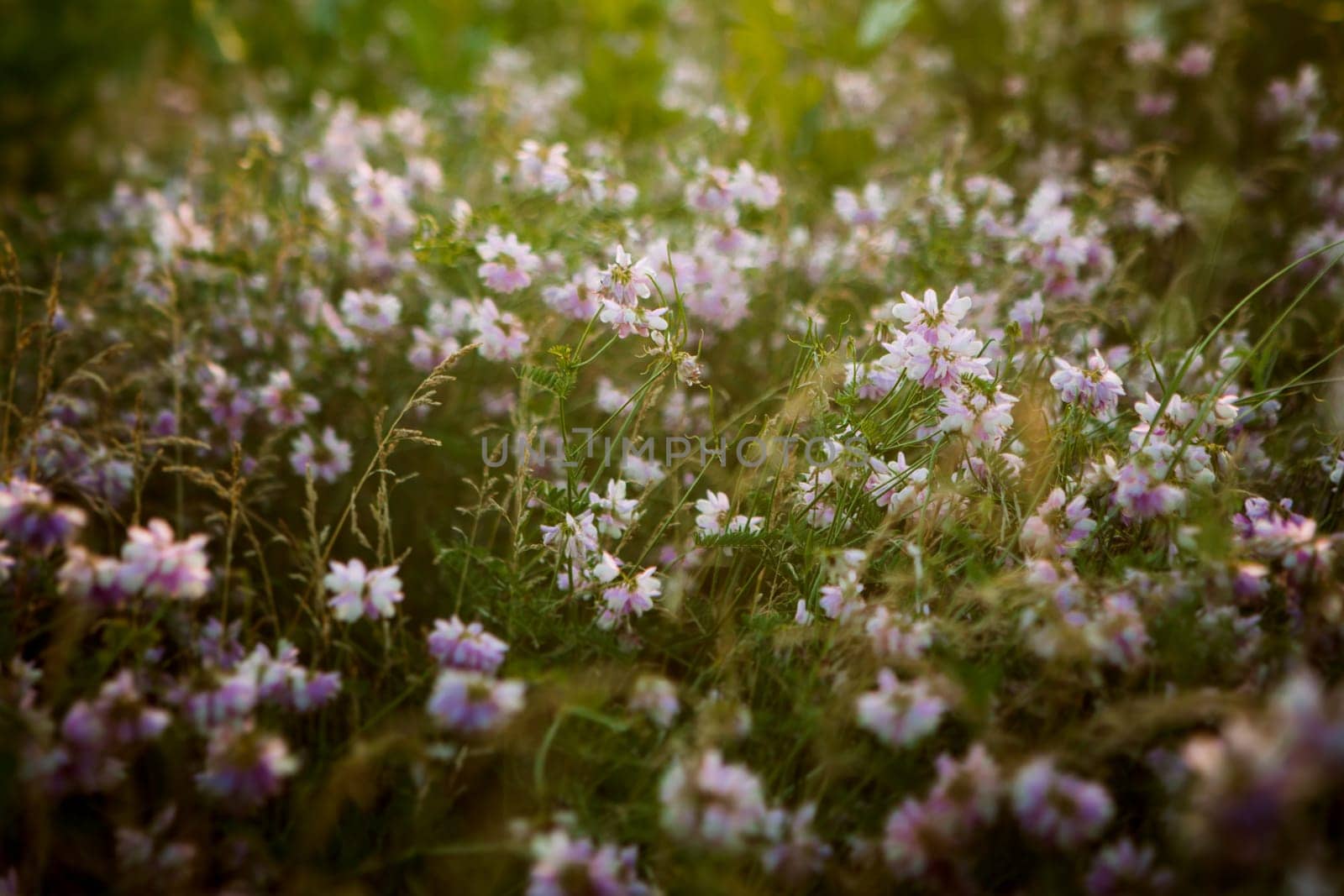 Vintage photo of beautiful wild flower