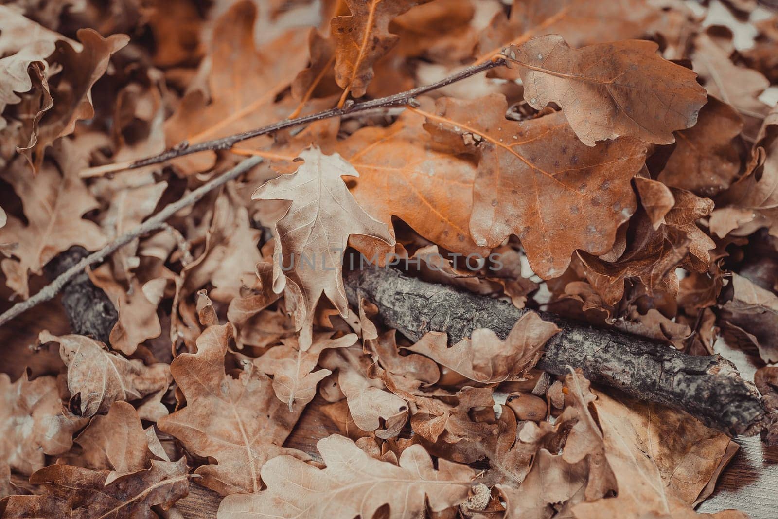 Autumn theme with oak leafs