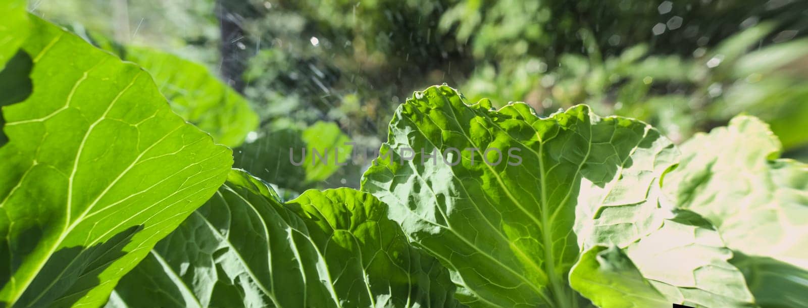 close-up of  fresh cabbage in the  vegetable garden