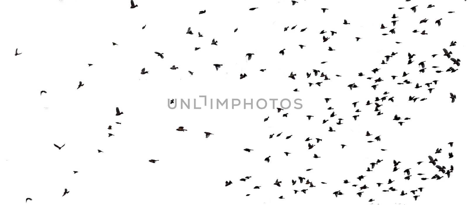 Flying sparrows isolated  on a white background