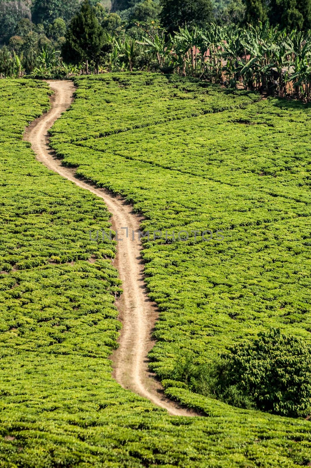 A single lane gravel road runs diagonally through the land of a tea plantation near Rungwi in Southern Tanzania, As viewed from a higher altitude. On both sides of the light brown dusty road lies light green tea plantations with lines that demarcate the individual blocks in which the plants were planted. Behind a natural tropical forest is visible.
