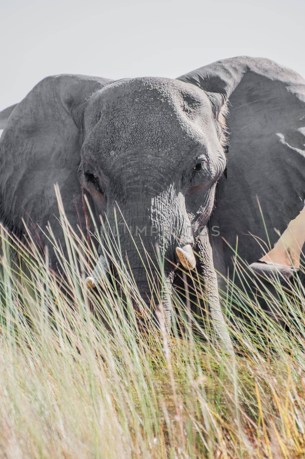 A large grey elephant stares at the viewer from behind some tall grasses with slightly obscures the bottom of the animal while his big ears are spread wide open.