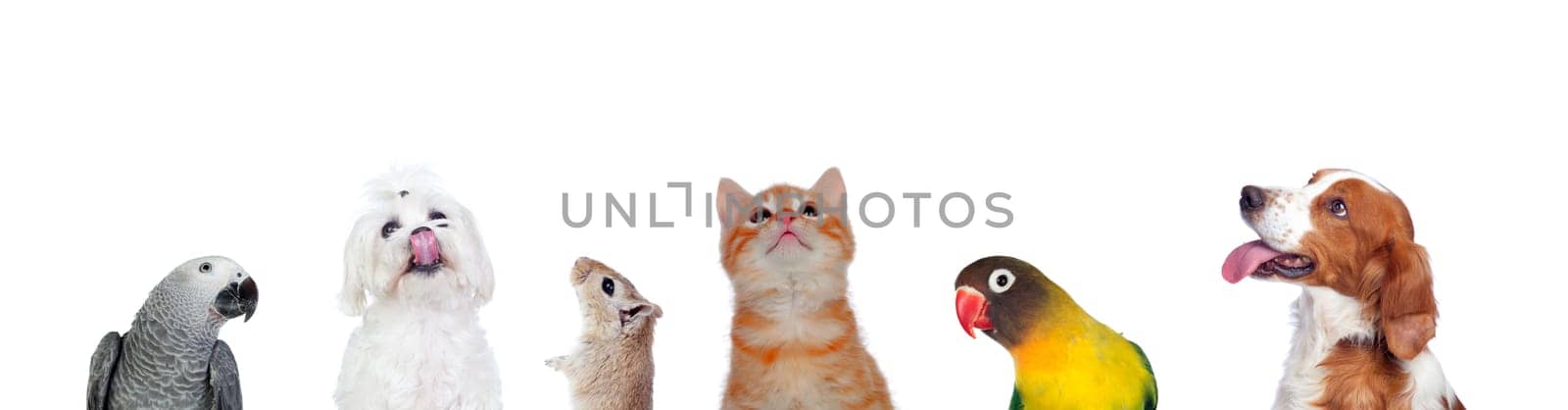 Many pets isolated on a white background