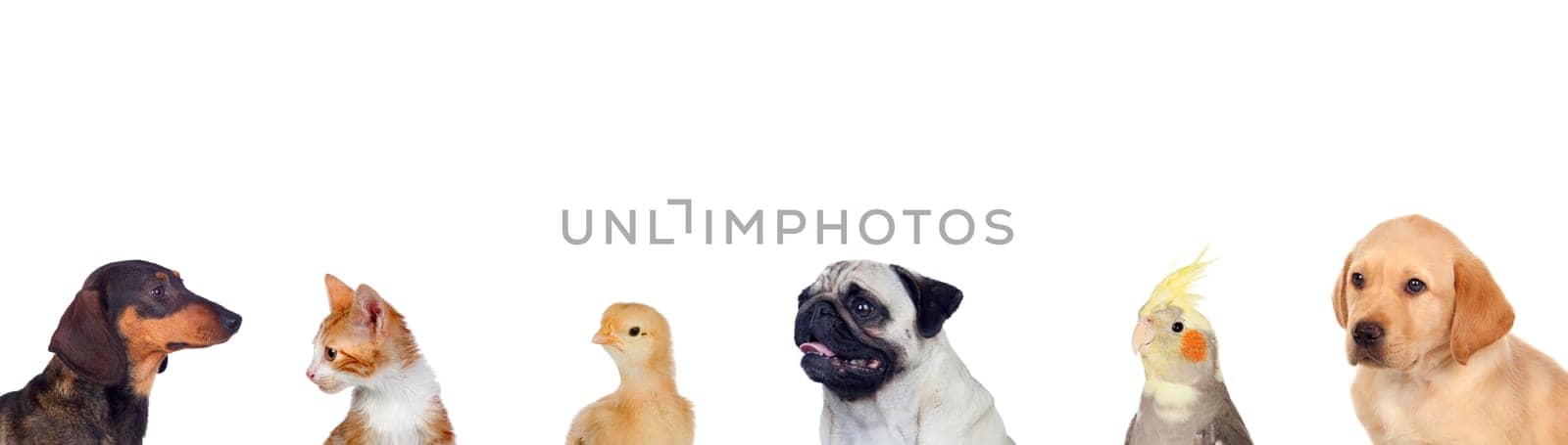 Many pets isolated on a white background