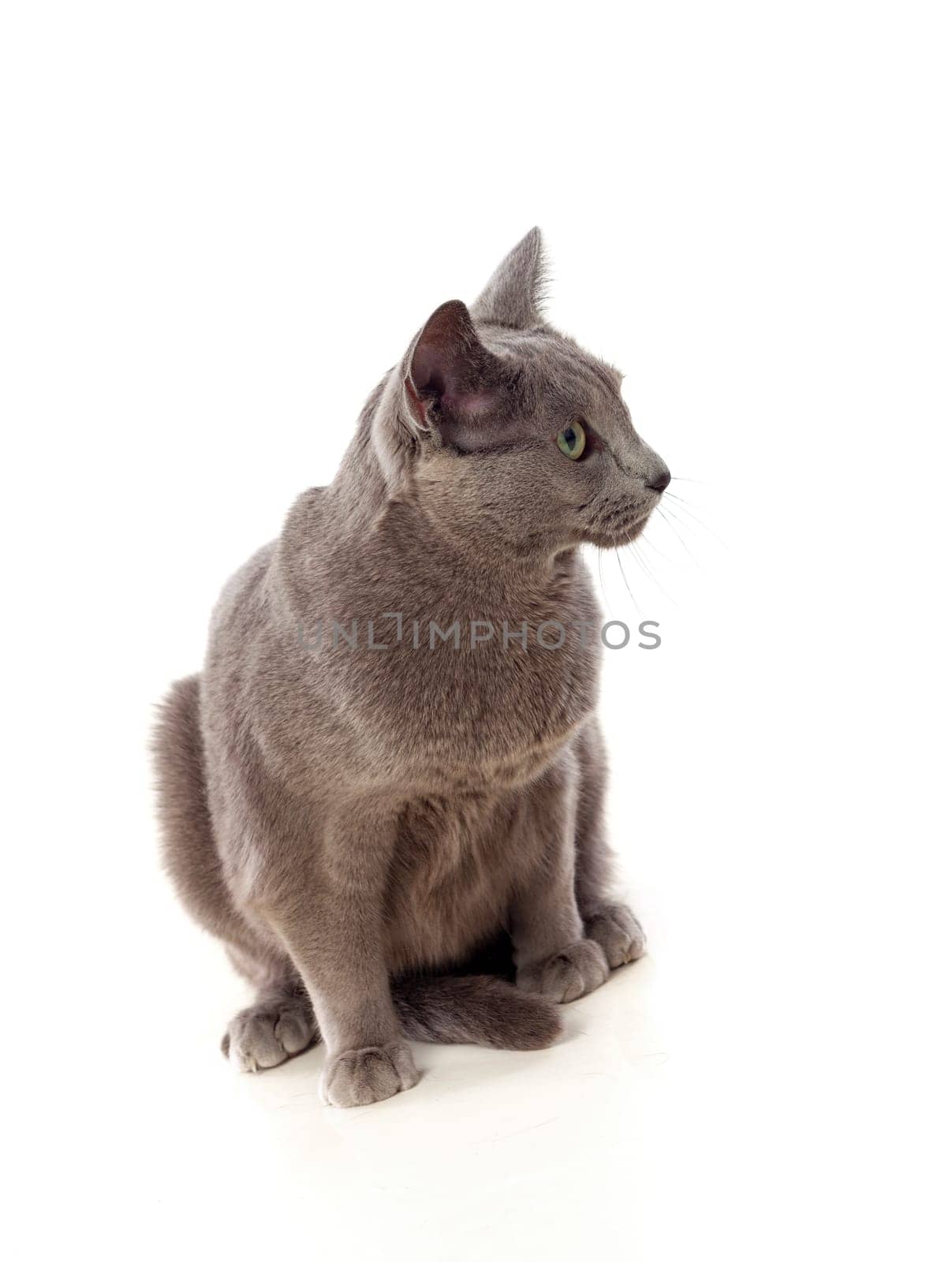 Adorable Grey cat with green eyes isolated on white background