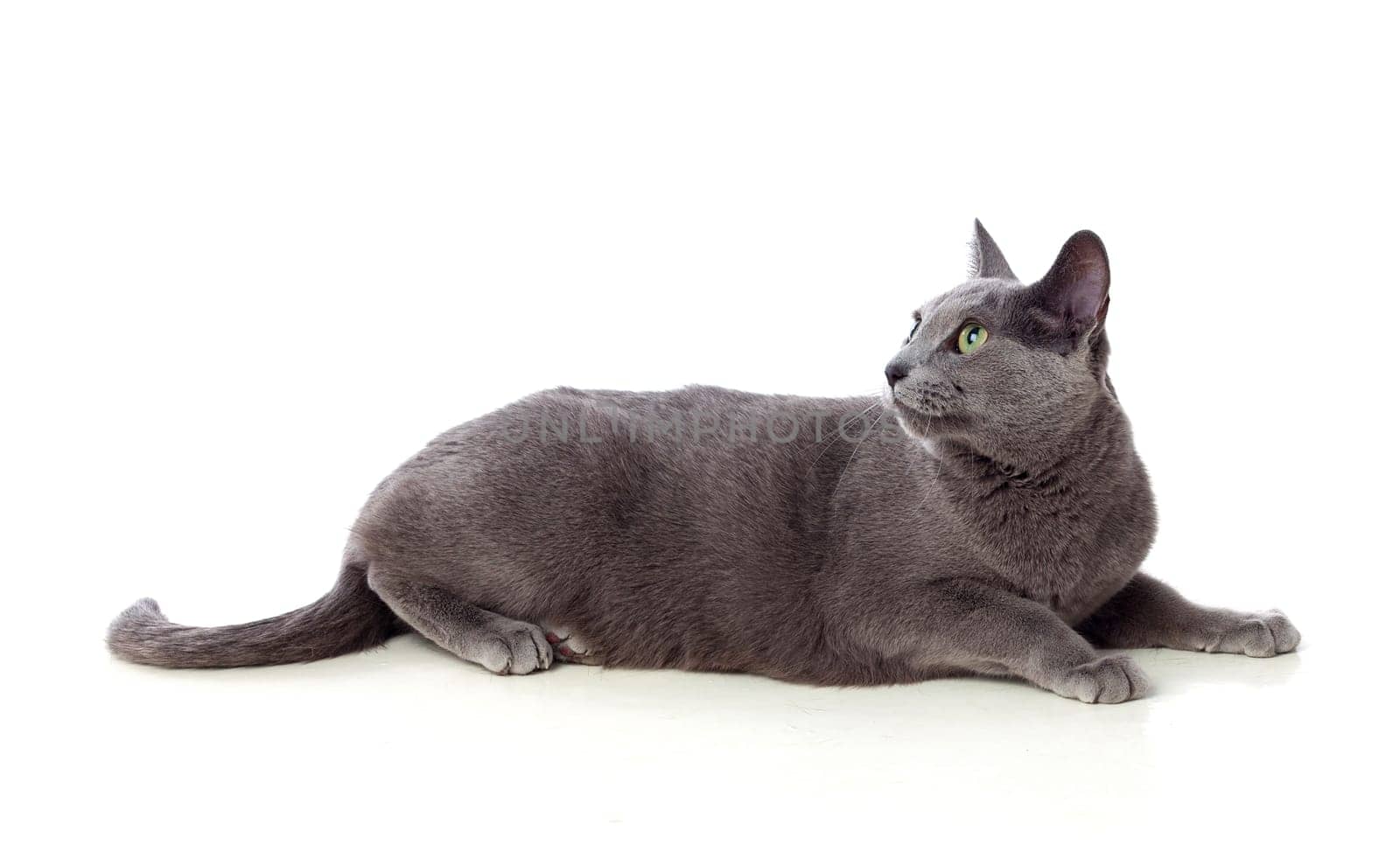 Adorable Grey cat with green eyes isolated on white background