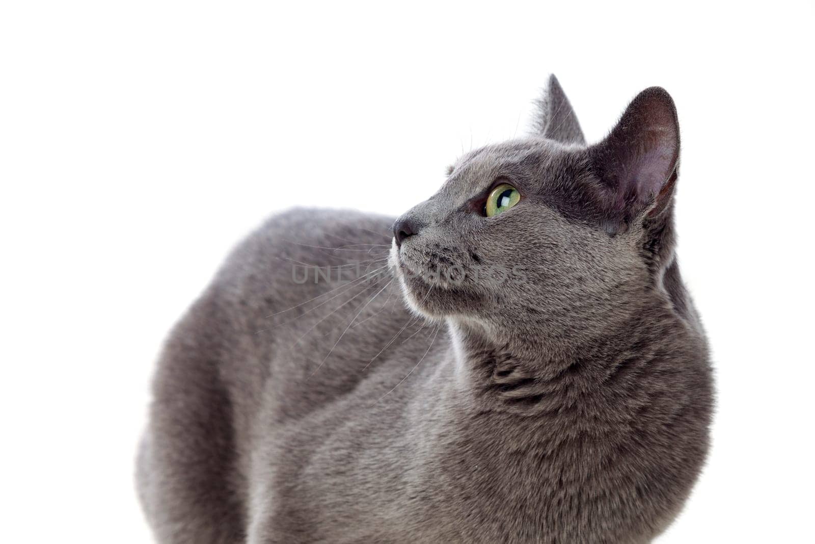 Adorable Grey cat with green eyes isolated on white background