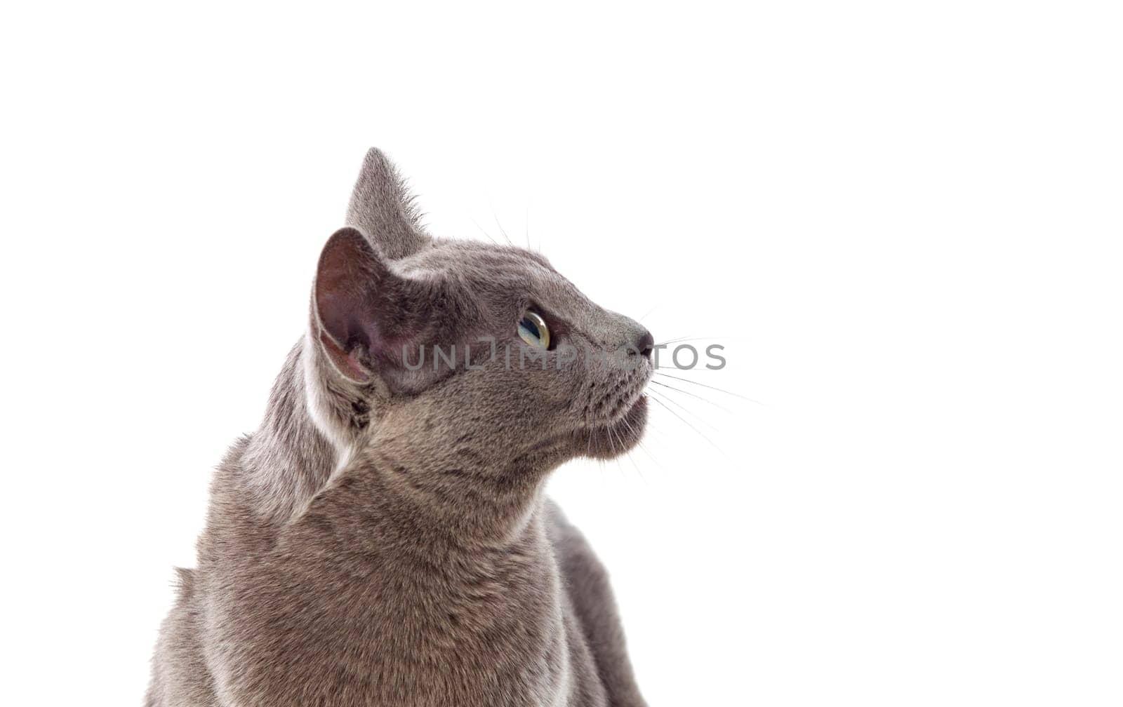 Adorable Grey cat with green eyes isolated on white background