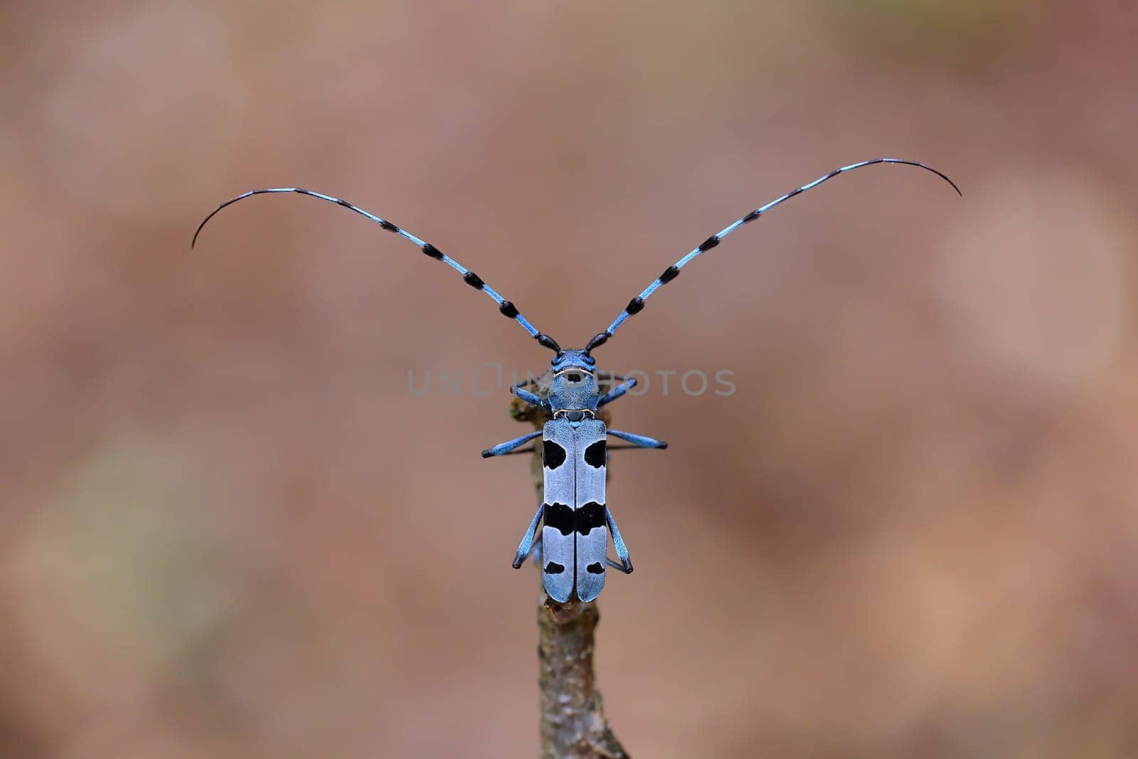 Alpine longhorn beetle, rosalia alpina, sitting on branch in spring. Blue bug with black spots resting on bough in springtime. Top view of rare colorful insect standing on wood.