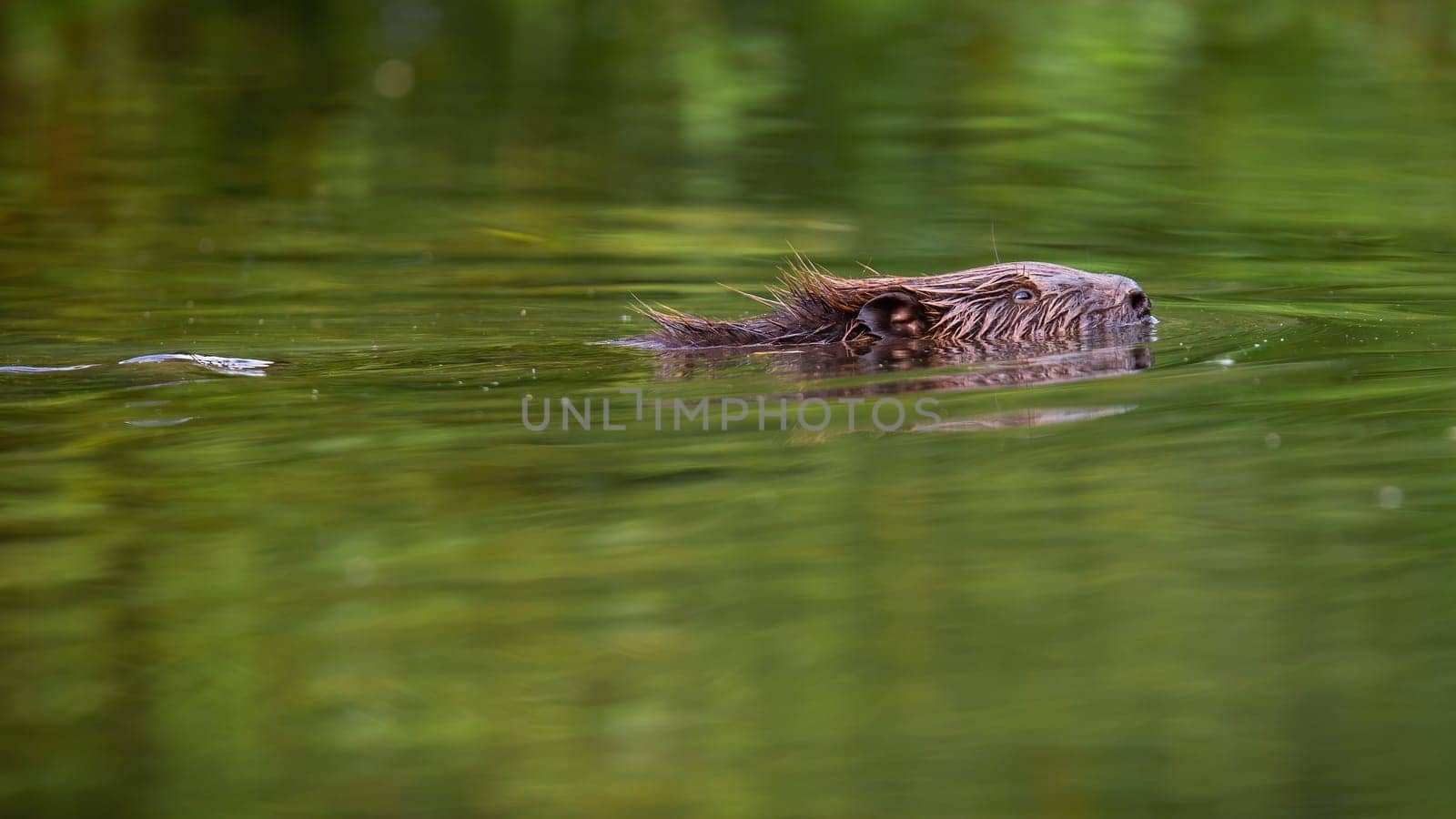 Eurasian beaver, castor fiber, swimming in river in summer nature. Wild aquatic animal peeking out of water in summertime. Brown rodent diving in swamp.