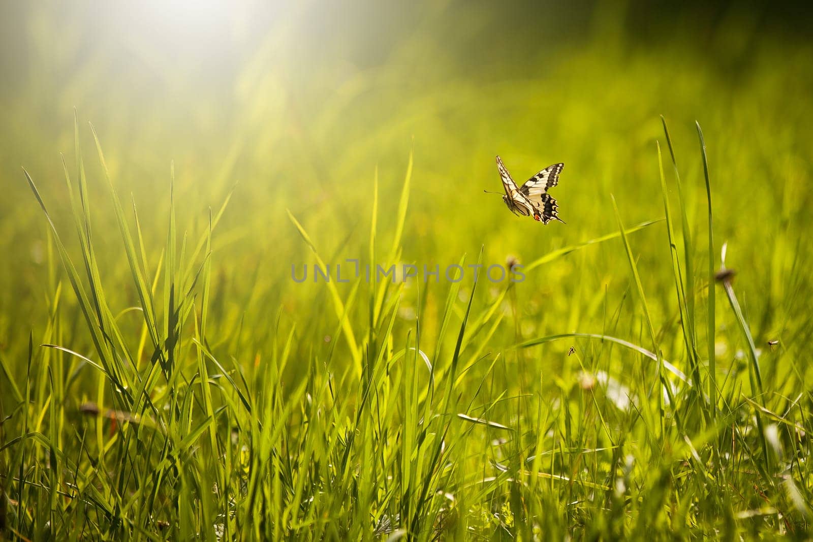 Old world swallowtail, papilio machaon, flying over a meadow with green grass in summer nature illuminated by rising sun. White butterfly with open wings in the air in vivid wilderness with copy space
