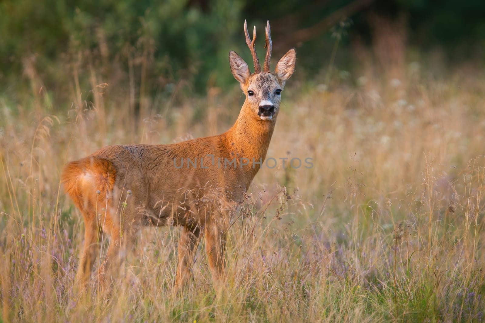 Roe deer, capreolus capreolus, standing on dry field in summertime nature. Antlered animal looking to the camera on meadow. Roebuck watching on glade.
