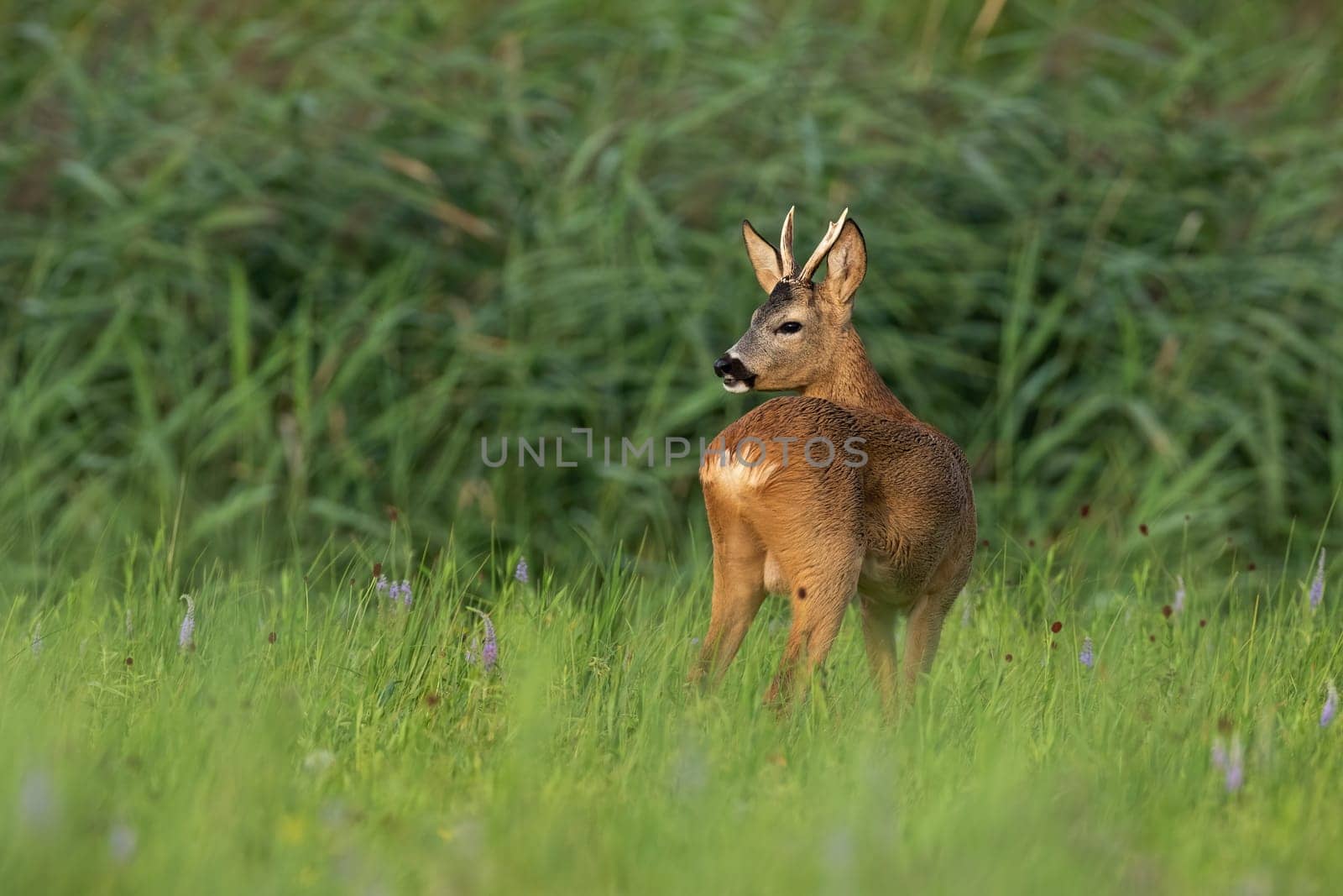 Roe deer, capreolus capreolus, observing on fresh meadow in summer nature. Young buck with small antlers looking over shoulder with green reed in background.