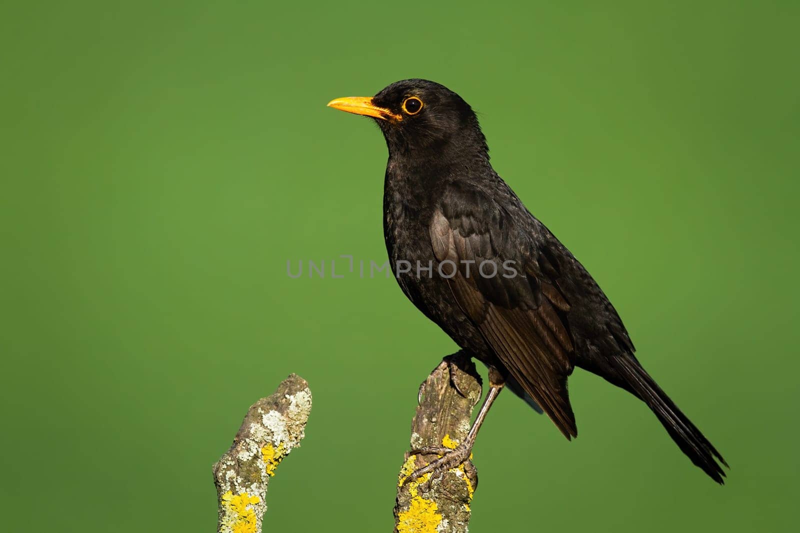 Common blackbird, turdus merula, looking on branch in summer nature. Dark bird with yellow beak sitting on wood. Songbird staring on bough in springtime.