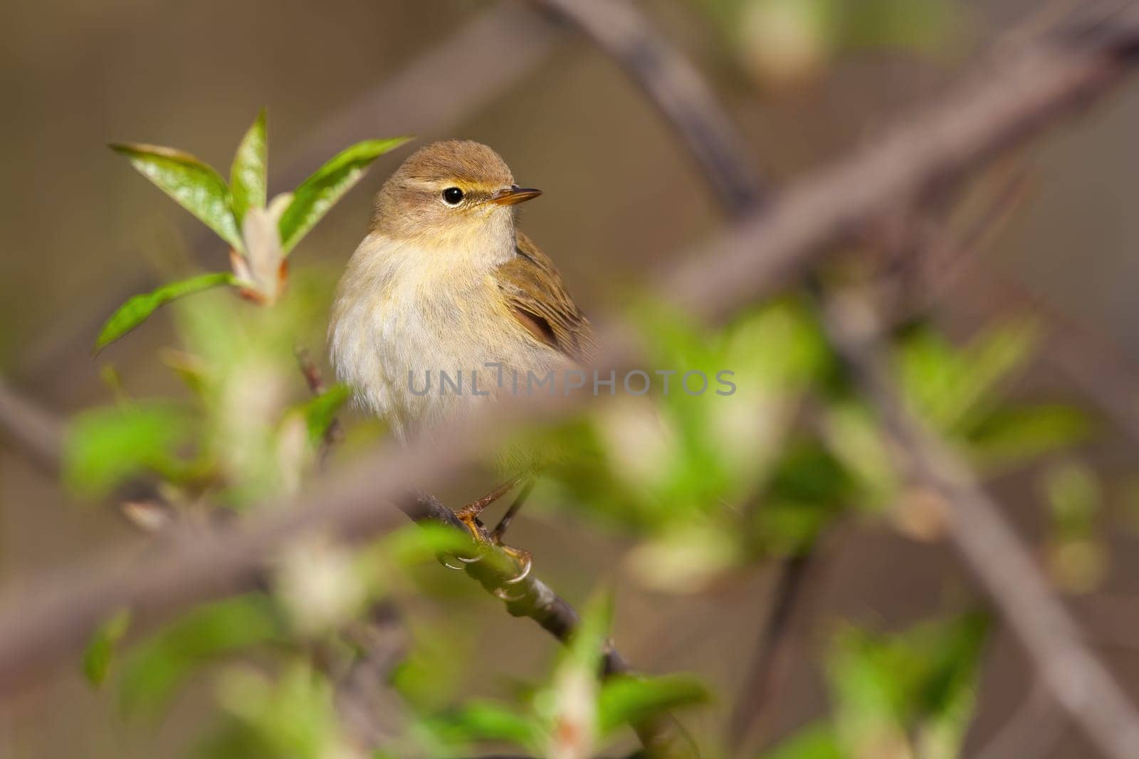 Willow warbler, phylloscopus trochilus, sitting on tree in springtime nature. Little brown and yellow songbird resting on branch with green leaves. Small featehred animal looking on twig.
