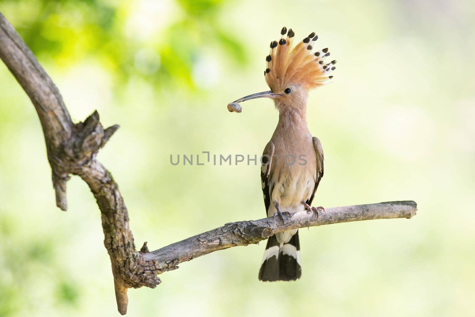 Eurasian hoopoe, upupa epops, holdinga worm in its beak on a sunny spring day. Bird with open crest sitting on branch backlit by natural light. Feathered orange animal feeding with larve on a tree.