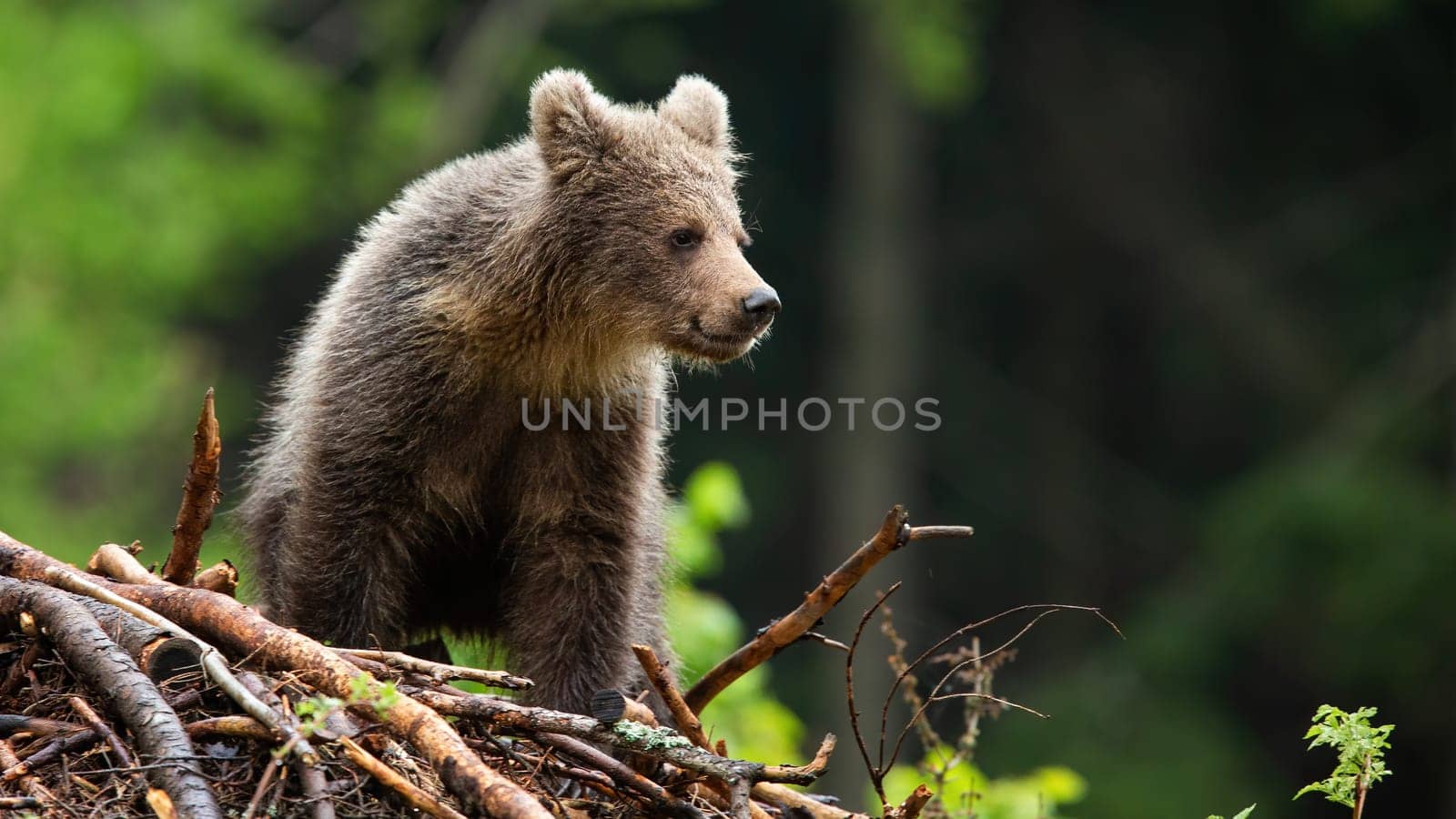 Little brown bear, ursus arctos, cub standing on sticks in summer light. Young predator looking aside in sunny forest. Small wild mammal climbing on horizon.
